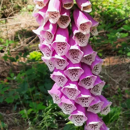 Renner * 库罗阿尔滕堡