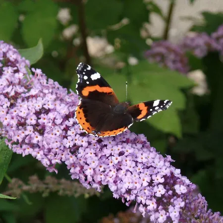 Renner 公寓 库罗阿尔滕堡