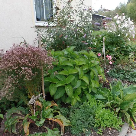 Renner Daire Altenberg (Erzgebirge)