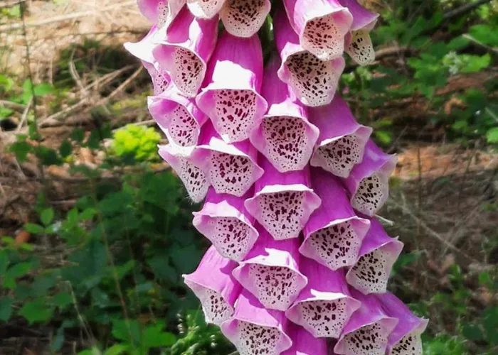 Renner * Альтенберг