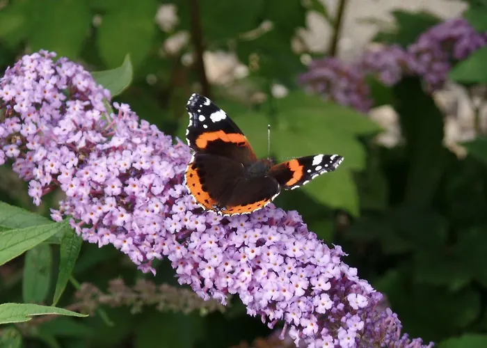 Renner Апартаменты Альтенберг